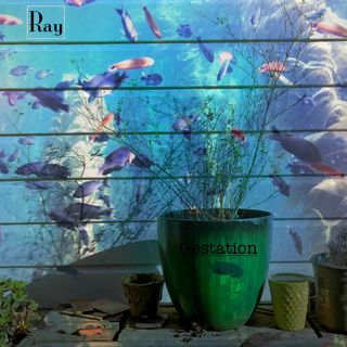 an abstract double exposure in color. An outdoor photo of a series of plant pots sitting on a garden bench. A tall plant is to the right of center with semi leafy branches. In the background, the wall of a house made of horizontal white wood boards. Mixed with the back of the house is a color image of an aquarium with many fish swimming about in a kelp forest.